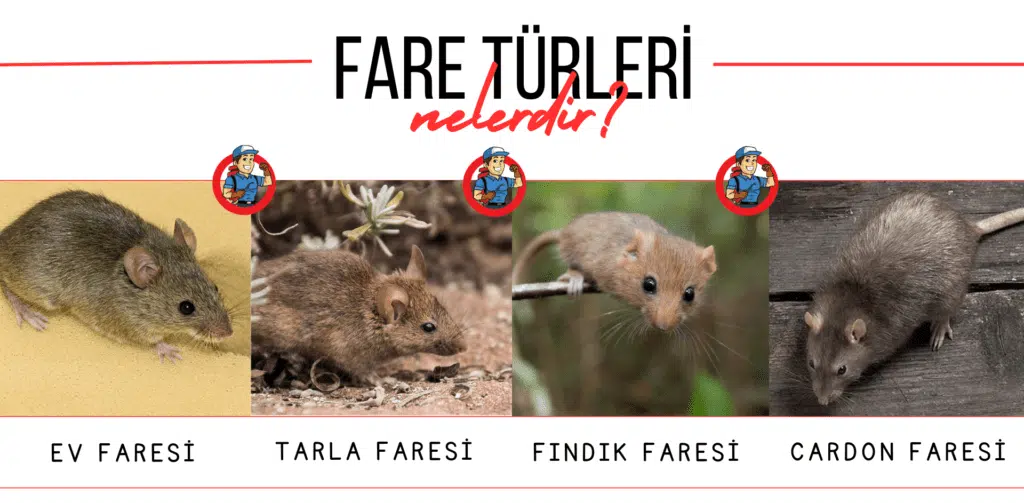 fare türleri nelerdir