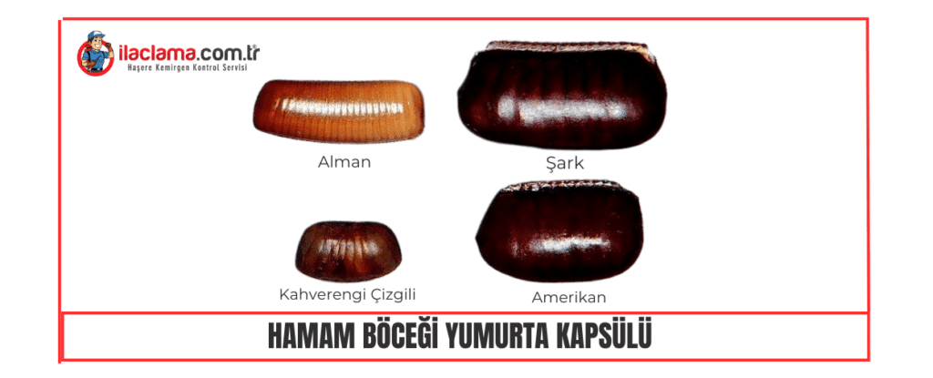 hamam böceği yumurta türleri