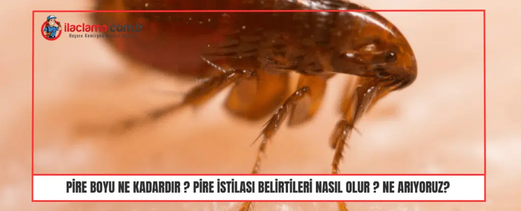 Pire boyu ne kadardır Pire istilası belirtileri Nasıl olur Ne Arıyoruz